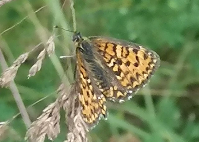 Melitaea trivia - kis tarkalepke