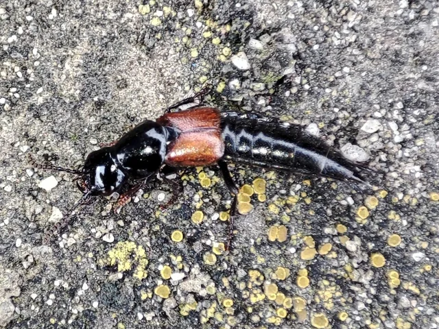 Quedius ochripennis - vörösszárnyú mohaholyva