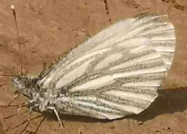 Pieris napi - repcelepke