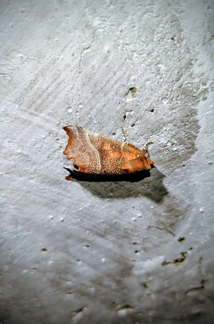 Scoliopteryx libatrix - vörös csipkésbagoly