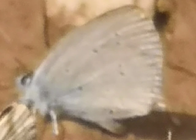 Celastrina argiolus - bengeboglárka