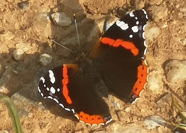 Vanessa atalanta - atalantalepke