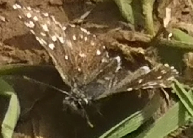 Pyrgus malvae - kis busalepke