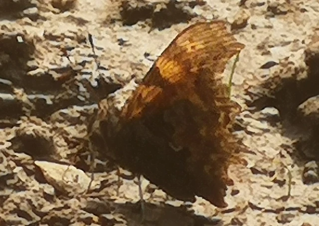 Nymphalis c-album - C-betűs lepke