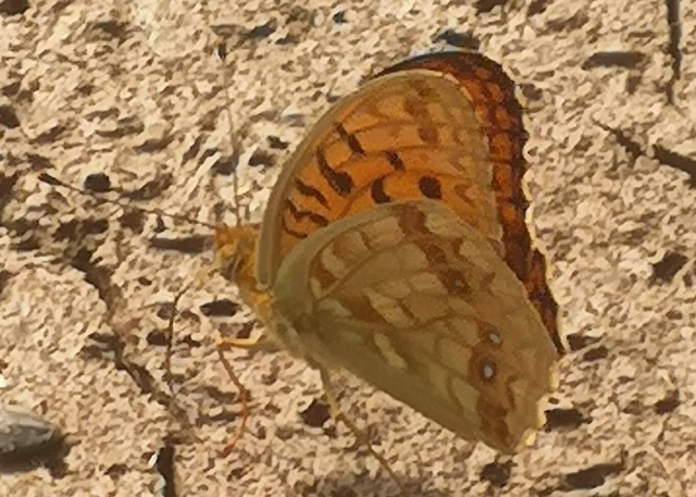 Argynnis adippe - ezüstös gyöngyházlepke