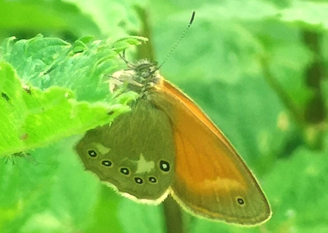 Coenonympha glycerion - közönséges szénalepke