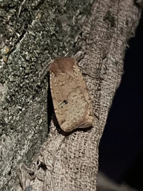 Conistra erythrocephala - vörösfejű őszibagoly