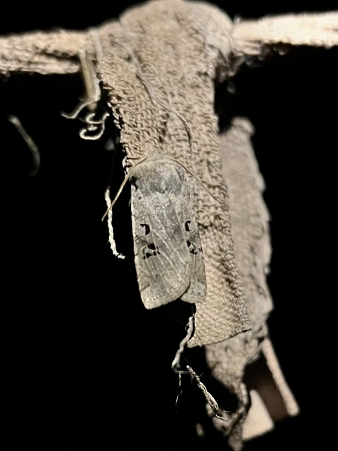 Conistra rubiginosa - szürke télibagoly