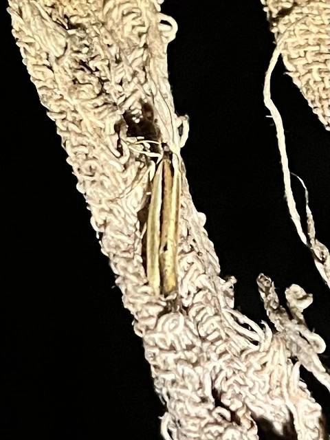 Ypsolopha ustella - csíkos tarkamoly