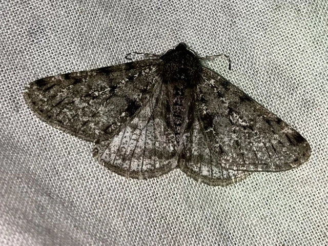 Apocheima pilosaria - zöldes tavasziaraszoló