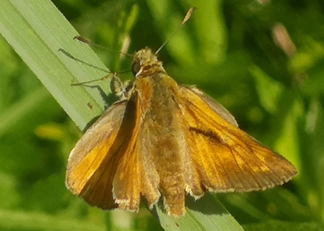 Ochlodes sylvanus - erdei busalepke