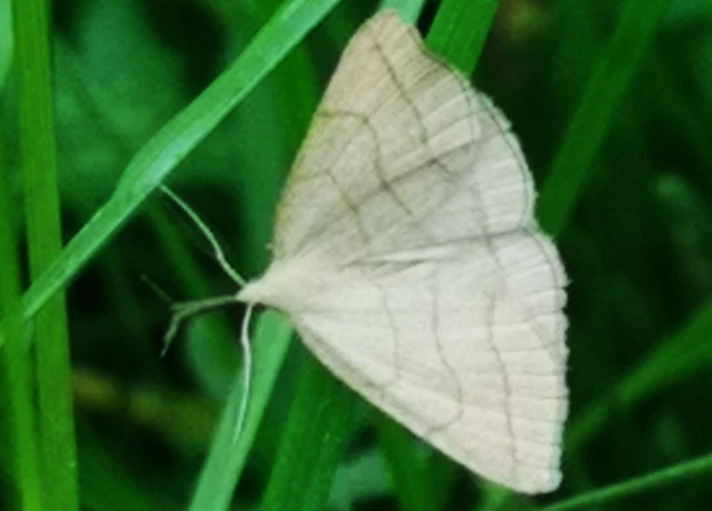 Polypogon tentacularia - sötétaljú karcsúbagoly
