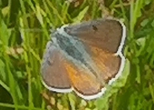 Lycaena alciphron - ibolyás tűzlepke