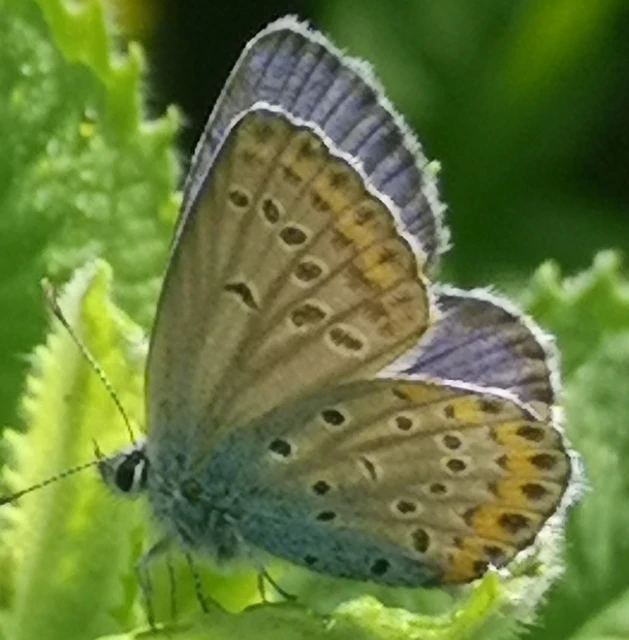 Plebejus argyrognomon - tintakék boglárka