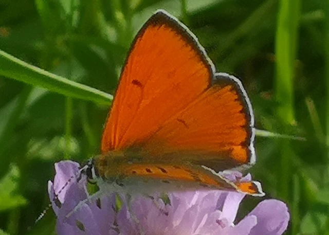Lycaena dispar rutilus - nagy tűzlepke