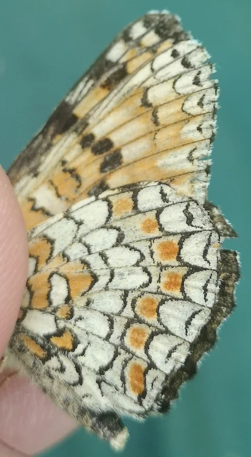 Melitaea phoebe - nagy tarkalepke