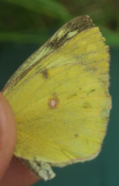 Colias hyale - kéneslepke