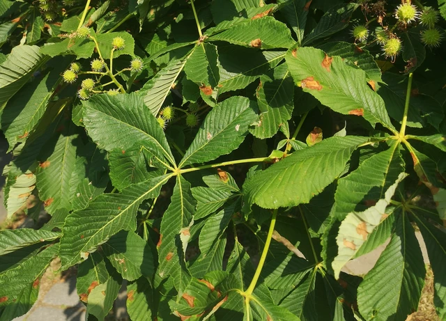 Cameraria ohridella - vadgesztenye-sátorosmoly