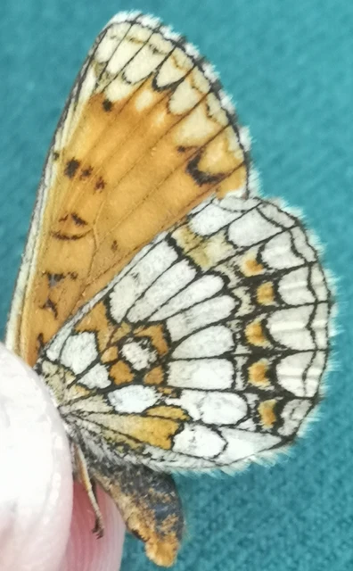 Melitaea athalia - közönséges tarkalepke