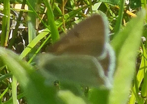 Lycaena tityrus - barna tűzlepke