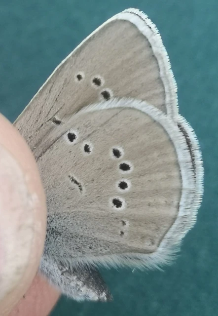Cyaniris semiargus - aprószemes boglárka