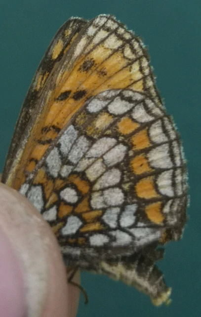 Melitaea athalia - közönséges tarkalepke