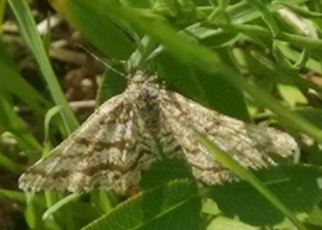 Ematurga atomaria - barna rétiaraszoló
