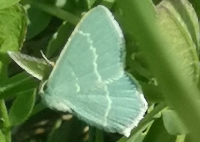 Chlorissa viridata/cloraria