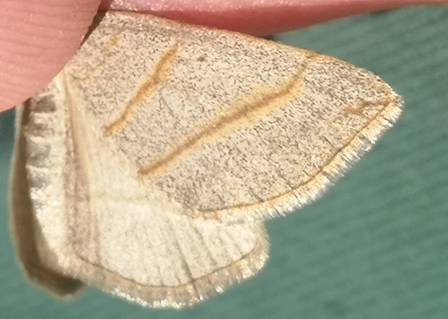 Scotopteryx mucronata/luridata/ignorata