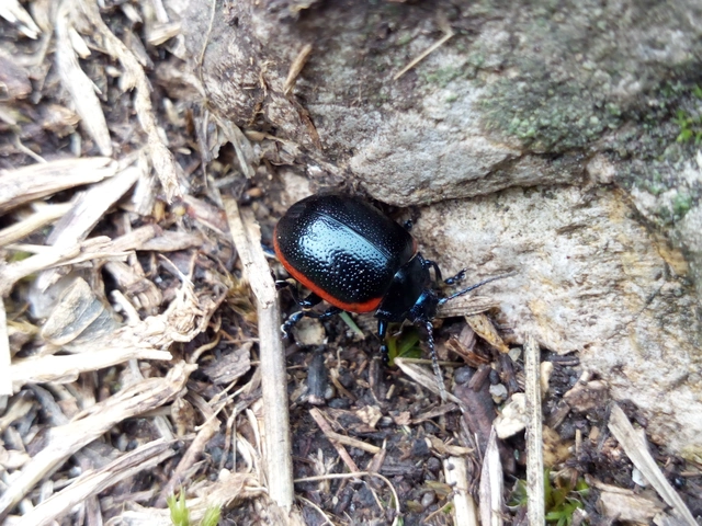 Chrysolina