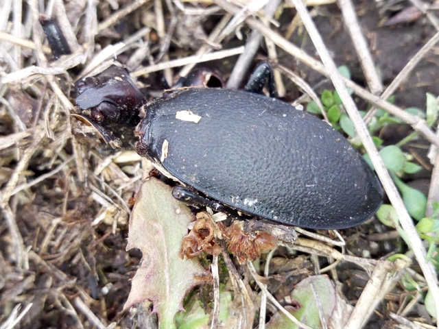 Carabus coriaceus - bőrfutrinka Carabus coriaceus - bőrfutrinka