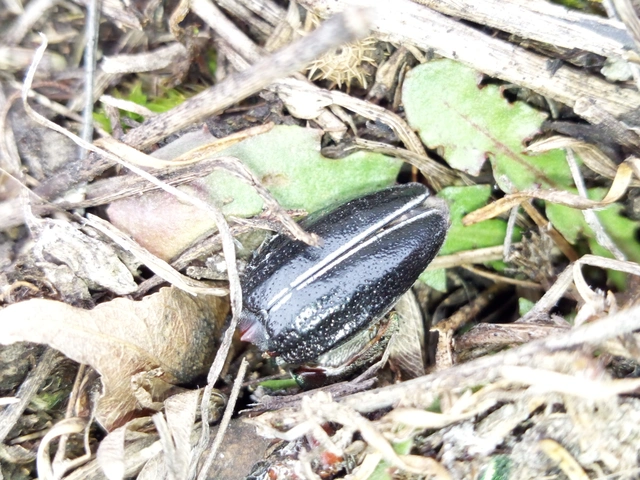 Dorcadion pedestre - kétsávos gyalogcincér Dorcadion pedestre - kétsávos gyalogcincér