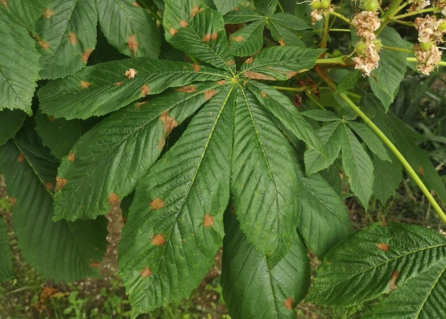 Cameraria ohridella - vadgesztenye-sátorosmoly