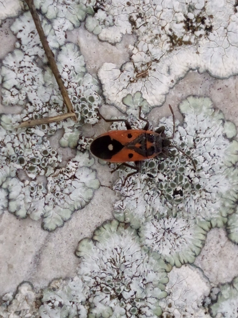 Melanocoryphus tristrami