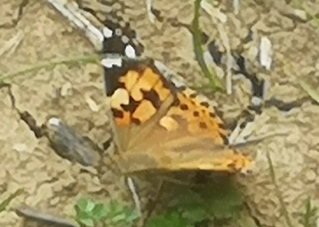Vanessa cardui - bogáncslepke