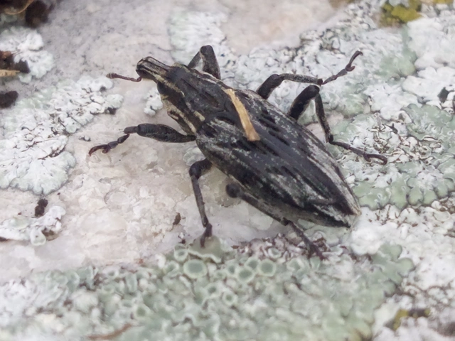 Coniocleonus nigrosuturatus - nyíljegyes barkó