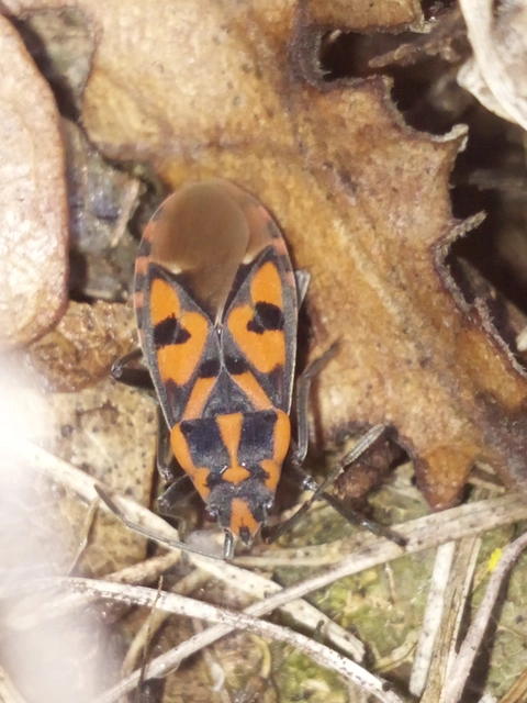 Spilostethus saxatilis - virágbodobács
