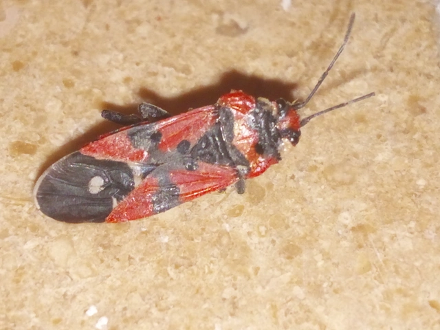 Lygaeus equestris/simulans