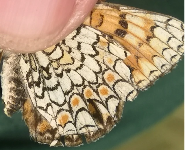 Melitaea phoebe - nagy tarkalepke