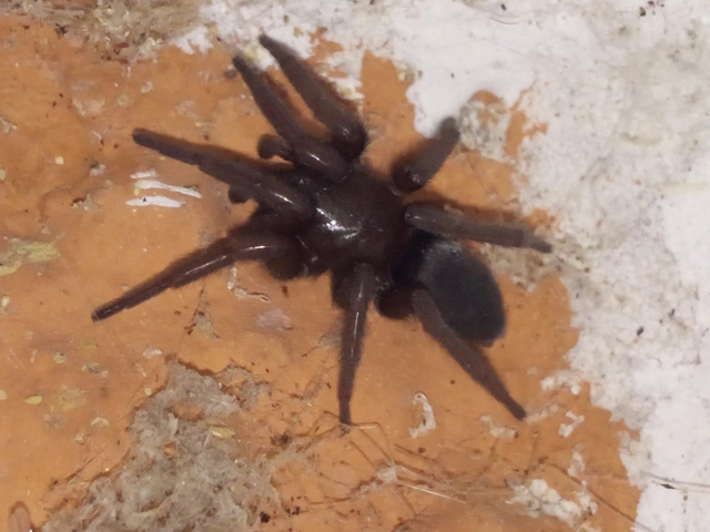 Gnaphosidae - kövipókok