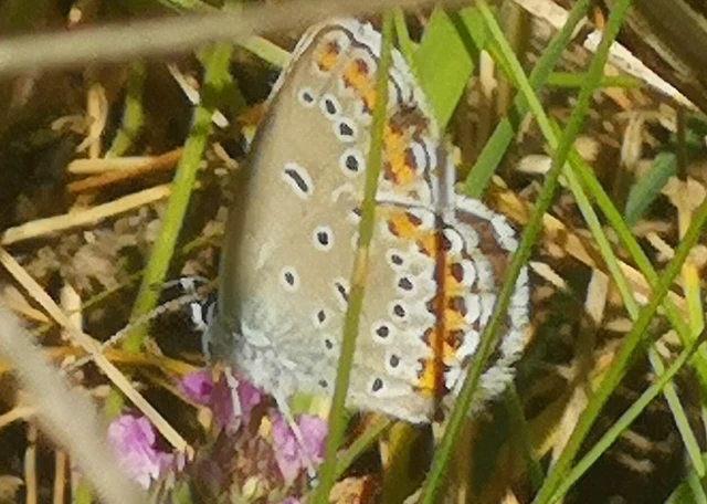 Plebejus argyrognomon - tintakék boglárka