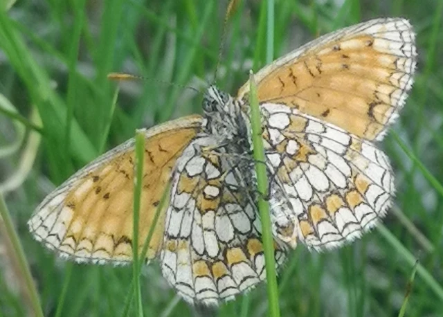Melitaea athalia - közönséges tarkalepke