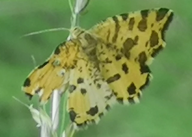 Pseudopanthera macularia - párducfoltos araszoló