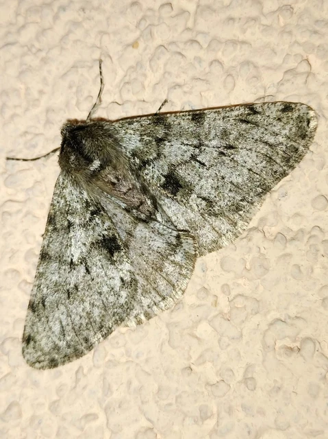 Apocheima pilosaria - zöldes tavasziaraszoló