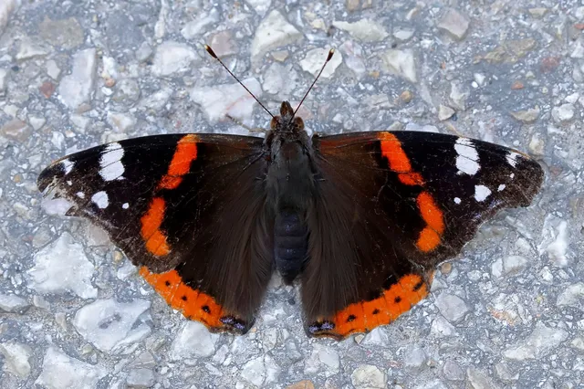Vanessa atalanta - atalantalepke
