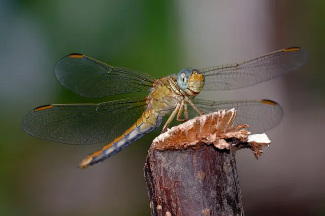 Orthetrum coerulescens - karcsú pásztorszitakötő