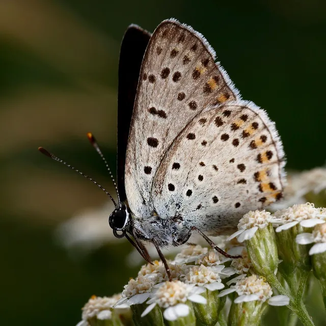 Lycaena tityrus - barna tűzlepke