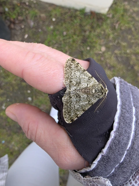 Apocheima pilosaria - zöldes tavasziaraszoló