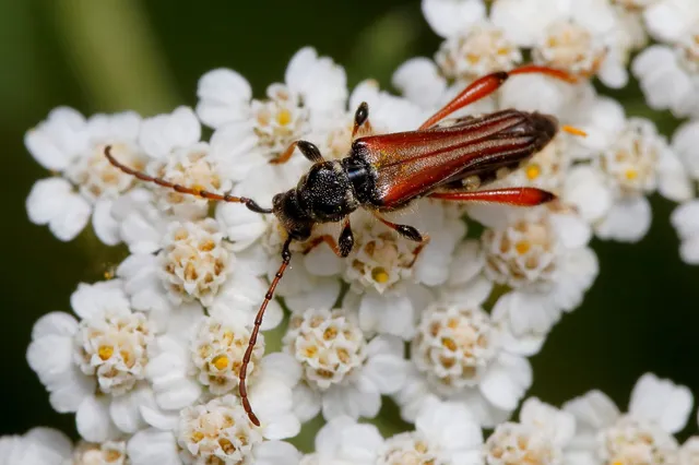 Stenopterus rufus - tarkacsápú keskenyfedőscincér