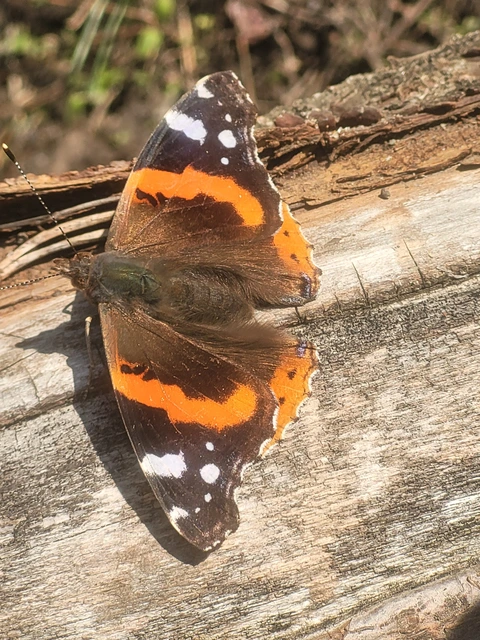 Vanessa atalanta - atalantalepke